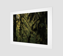 Load image into Gallery viewer, Moss cloaked forest at sunset, Haida Gwaii (Naikook Provincial Park) Art Print