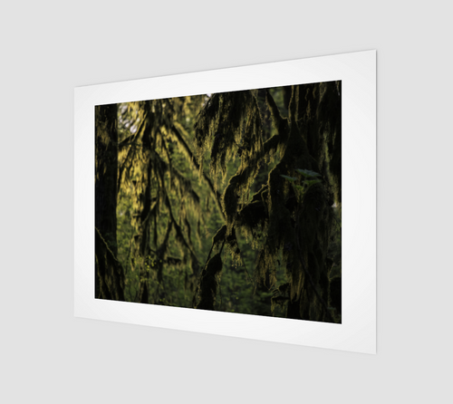 Moss cloaked forest at sunset, Haida Gwaii (Naikook Provincial Park) Art Print