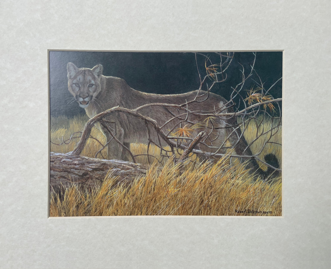 Cougar at Kikomun Matted Art Print