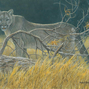 Cougar at Kikomun Matted Art Print