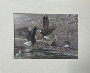 Eagles at Brackendale Matted Art Print