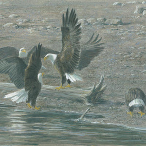Eagles at Brackendale Matted Art Print