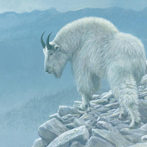 Mountain Goat at Kakwa Matted Art Print