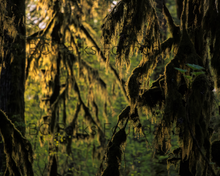 Load image into Gallery viewer, Moss cloaked forest at sunset, Haida Gwaii (Naikook Provincial Park) Art Print