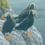 Tufted Puffins at Hakai Matted Art Print