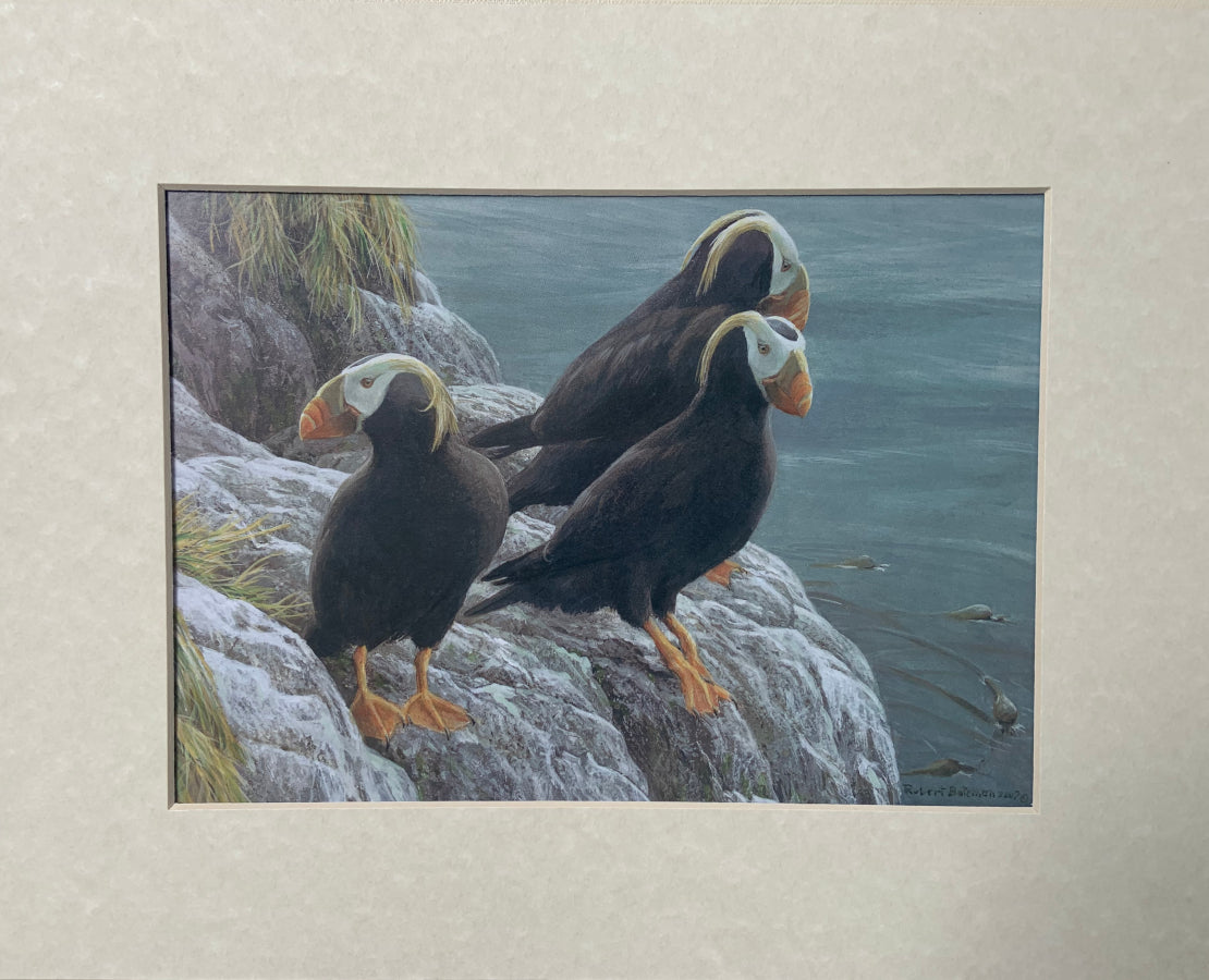 Tufted Puffins at Hakai Matted Art Print