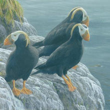 Load image into Gallery viewer, Tufted Puffins at Hakai Matted Art Print